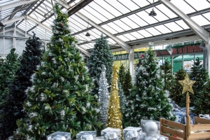 Where Can I See Christmas Tree World Trees in Person? 