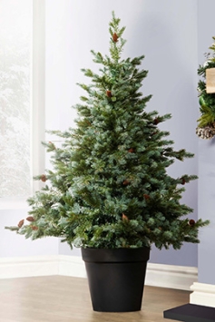 The Cairngorm Pine Potted Tree (3ft to 5ft) 