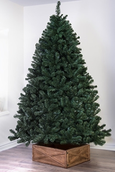 The 8ft Arbor Vitae Fir Tree