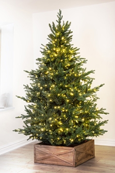 The Pre-lit Ultra Mountain Pine (4ft to 10ft)