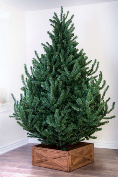 The 6ft Mountain Pine Tree