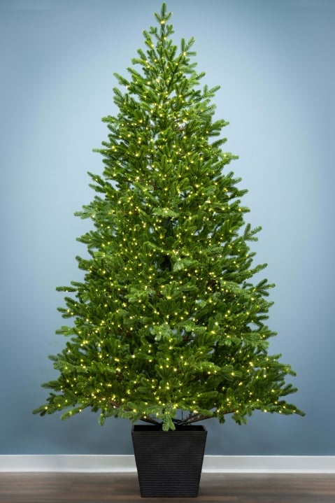 The 7ft Ultra-Lit Potted Montecito Spruce