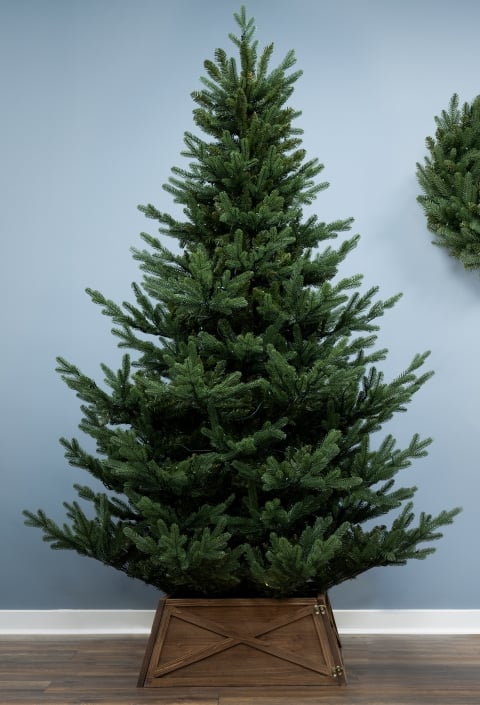 The Ultra Mountain Pine (4ft to 8ft)