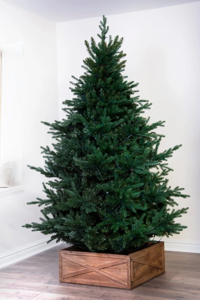 The Ultra Mountain Pine (4ft to 8ft)