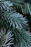 The Arbor Blue Pine Tree (6ft to 8ft)