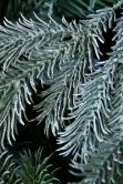 The Arbor Blue Pine Tree (6ft to 8ft)