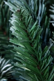 The 7ft Arbor Blue Pine Tree