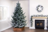 The Frosted Ultra Mountain Pine (6ft to 7ft)