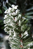 The Frosted Ultra Mountain Pine (6ft to 7ft)