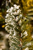 The 4ft Pre-lit Frosted Ultra Mountain Pine