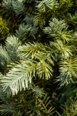 The 4ft Cairngorm Pine Potted Tree (Indoor/Outdoor)