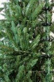 The 6ft Woodland Pine Half Tree