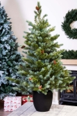 The 3ft Cairngorm Pine Potted Tree (Indoor/Outdoor)