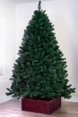 The 7ft Arbor Vitae Fir Tree