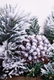 180cm Flocked Decorated Mixed Pine Garland with Tartan Bows