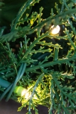 180cm Pre-lit Decorated PE Pine Garland with White Berries