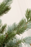 The 3ft Cairngorm Pine Potted Tree (Indoor/Outdoor)