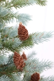 The 3ft Cairngorm Pine Potted Tree (Indoor/Outdoor)