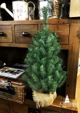 The 90cm Potted Mountain Pine Desktop Tree