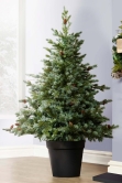 The 5ft Cairngorm Pine Potted Tree (Indoor/Outdoor)