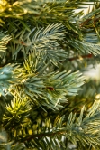 The 3ft Pre-lit Cairngorm Pine potted tree (Outdoor) - Warm White/Multicolour colour change lights