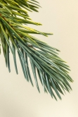 The 3ft Pre-lit Cairngorm Pine Potted Tree (Indoor/Outdoor)