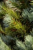 The 5ft Pre-lit Cairngorm Pine Potted Tree (Indoor/Outdoor)