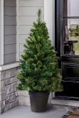 The 5ft Pre-lit Majestic Dew Pine Potted Tree (Indoor/Outdoor)