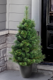 The 3ft Majestic Dew Pine Potted Tree (Indoor/Outdoor)