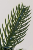 The 6ft Indoor/Outdoor Ultra Slim Mixed Pine