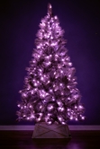 The Pre-lit 7ft Silver Majestic Pine Tree - Pink LED lights