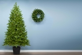 The 7ft Ultra-Lit Potted Montecito Spruce