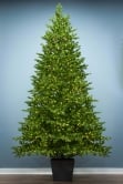 The 8ft Ultra-Lit Potted Montecito Spruce