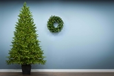 The 8ft Ultra-Lit Potted Montecito Spruce