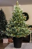 The Cairngorm Pine Potted Tree (3ft to 5ft) 