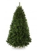 The 14ft Arbor Vitae Fir Tree