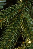 The 8ft Pre-lit Woodland Pine Tree