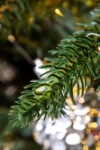 The 5ft Pre-lit Woodland Pine Tree