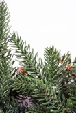 The 50cm Pre-lit Vivace Pine Wreath